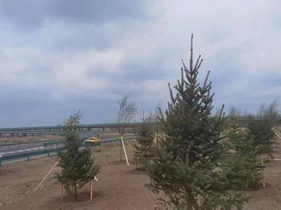 吉林高速绿化提升工程初战告捷，生态走廊雏形显现