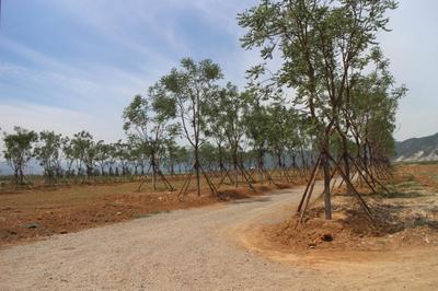 城市动脉的绿色守护 主干道行道树绿化工程现场纪实