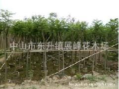 中山市东升镇展峰花木场 绿化工程中蓝花楹的优质供应商选择