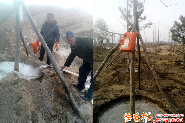 刚移栽树木的养护全攻略 教你正确养护与科学使用生根水