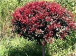 四川高杆桂花,品种好的紫叶李推荐-四川万鼎园林绿化工程提供四川高杆桂花,品种好的紫叶李推荐的相关介绍、产品、服务、图片、价格四川成都小叶桢楠、金丝楠木、小叶桢楠、银杏、黄葛树、丛生香樟、